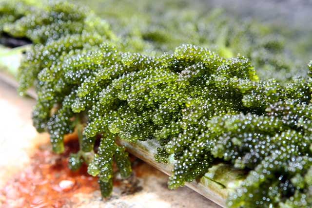 Tảo xoắn spirulina