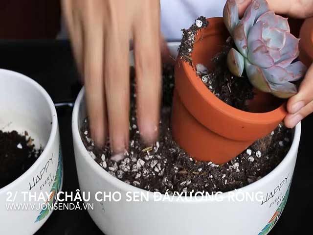 Thay đất mới cho cây - Cách chăm sóc sen đá