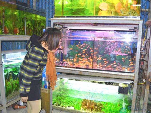 thiên đường cá cảnh cửa hàng thủ đức