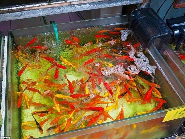 thiên đường cá cảnh sài gòn