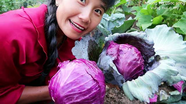 Thu hoạch bắp cải tím