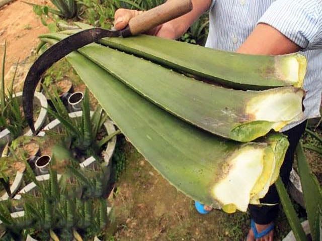 Thu hoạch nha đam