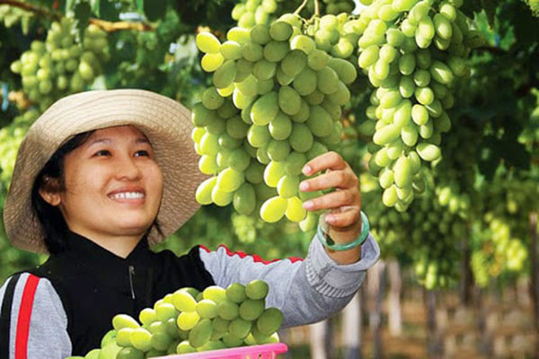 Thu hoạch nho xanh