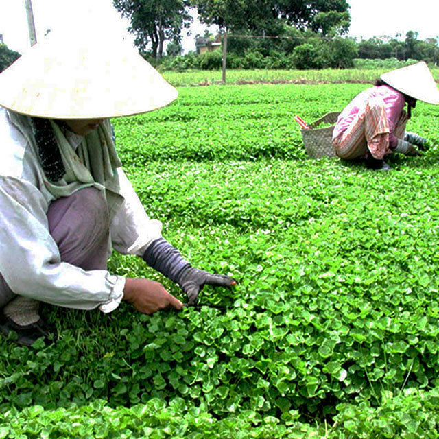 Thu hoạch rau má