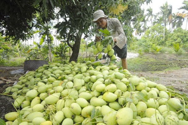 Thu hoạch xoài đài loan