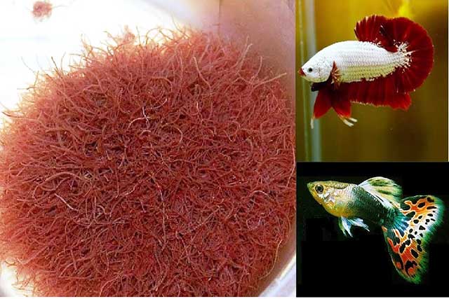 Thức ăn cho cá cảnh 2
