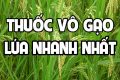 thuốc giúp lúa vào gạo nhanh