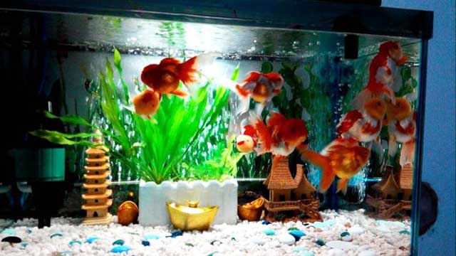 Tiệm bán cá cảnh gần đây 2