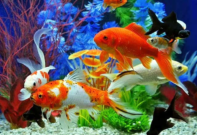 Tiệm cá cảnh gần đây