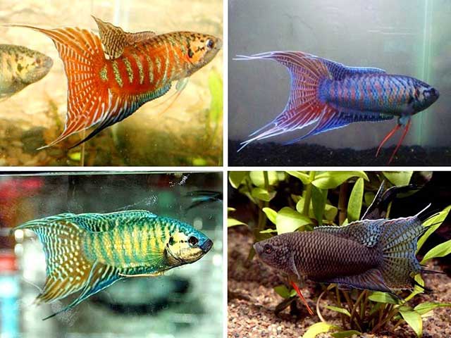 Tiệm cá cảnh gần đây 3