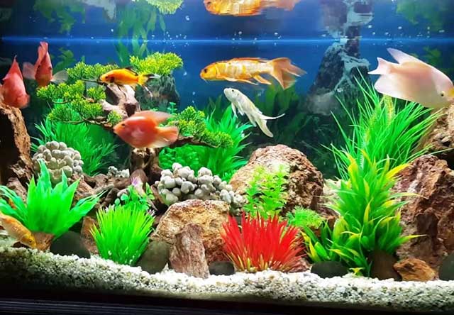 Tiệm cá cảnh gần đây