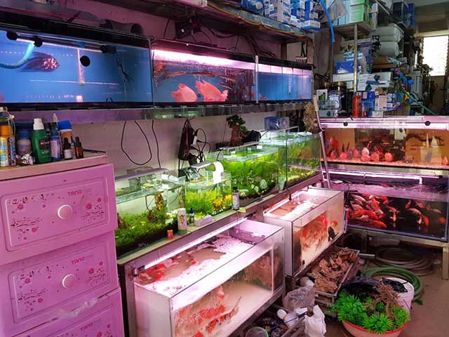 Tiệm cá cảnh gần nhất 4