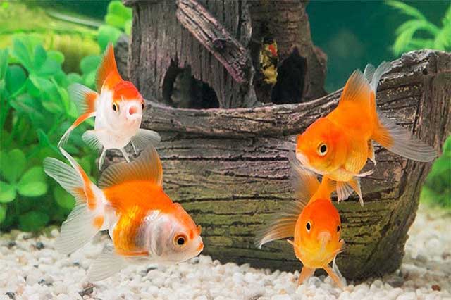 Tiệm cá cảnh hà nội uy tín 2