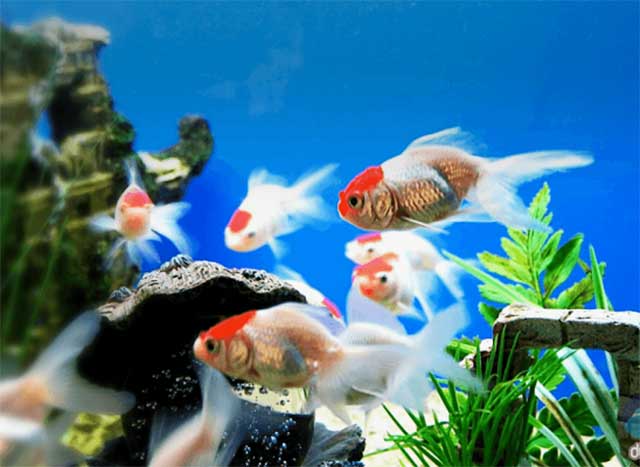 Tiệm cá cảnh hà nội uy tín 4