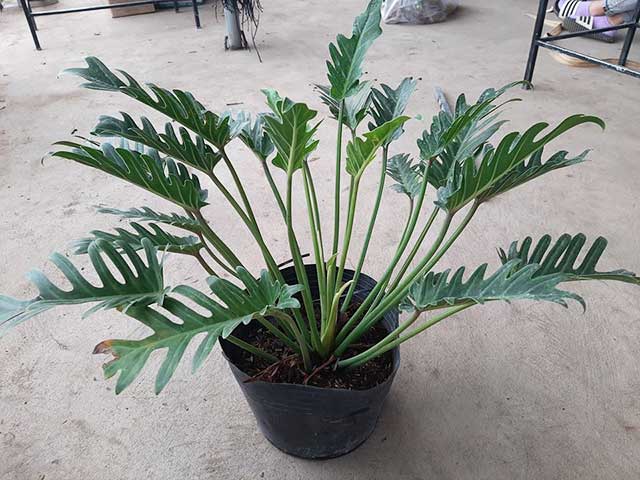 Trầu bà chân vịt
