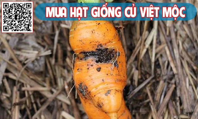 Trị bệnh thối đen cà rốt