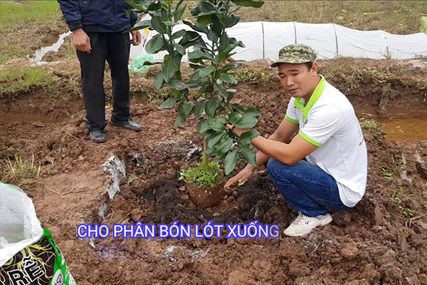 Trồng bưởi đoan hùng