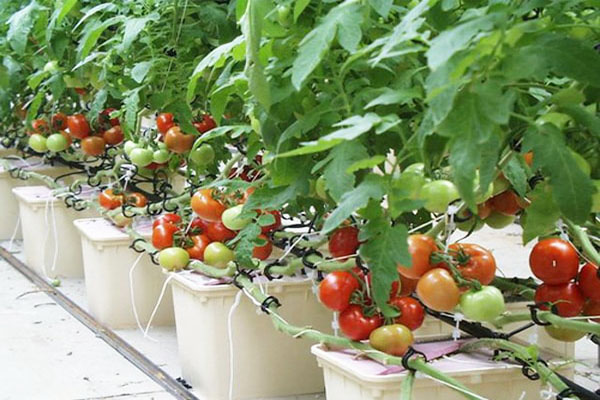 Tổng hợp giống cà chua mới dễ trồng cho vườn rau sân thượng