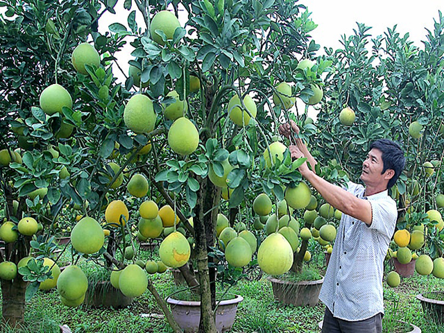 Trồng cây ăn quả trong vườn nhà