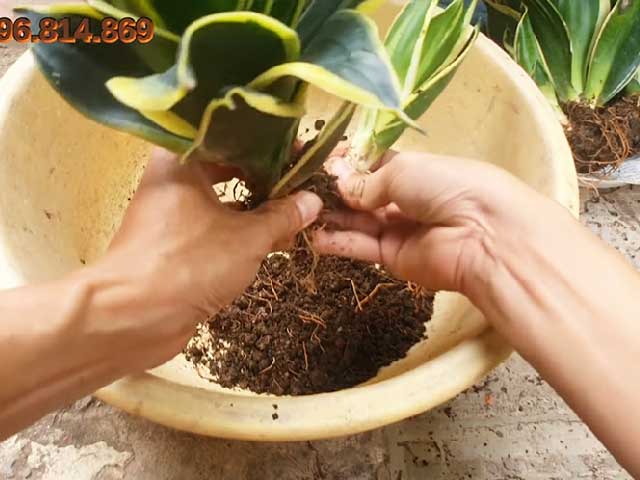Trồng cây lưỡi hổ bằng tách bụi