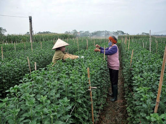 Trồng hoa cúc vàng