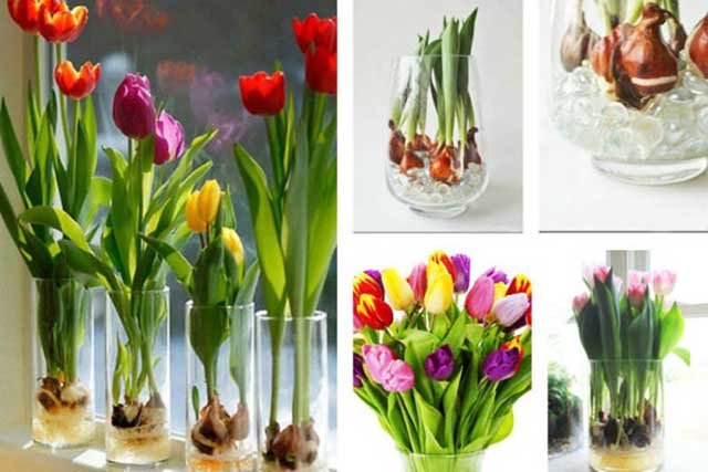 Trồng hoa tulip trong chậu