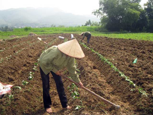 Trồng khoai lang nhật