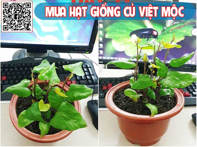 Trồng khoai lang trong chậu như thế nào