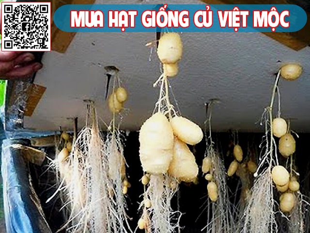 Trồng khoai tây thủy canh