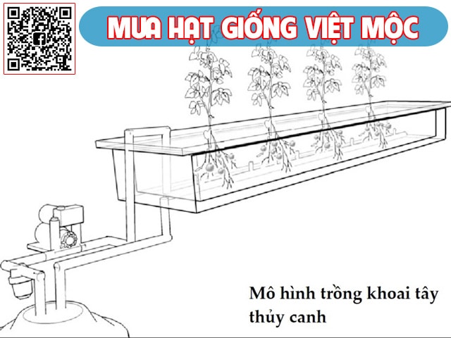 Trồng khoai tây thủy canh