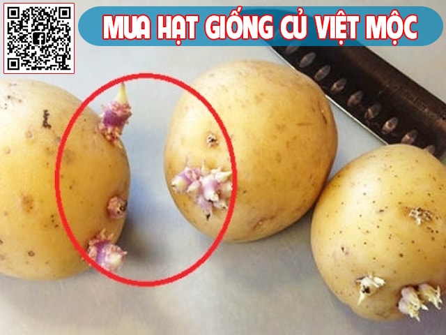 Trồng khoai tây vụ đông