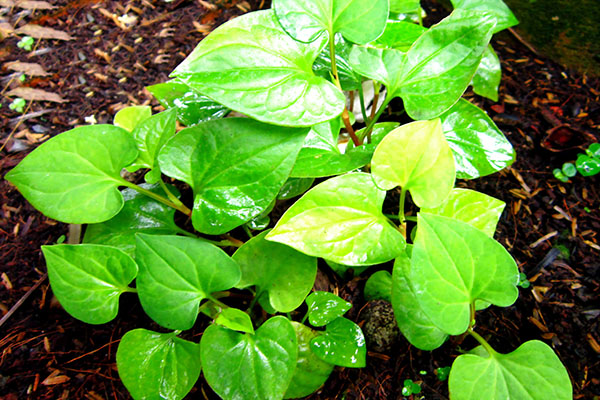 Trồng rau diếp cá