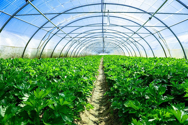 Top 4 mô hình trồng rau hữu cơ ở Việt Nam hiệu quả cho năng suất cao