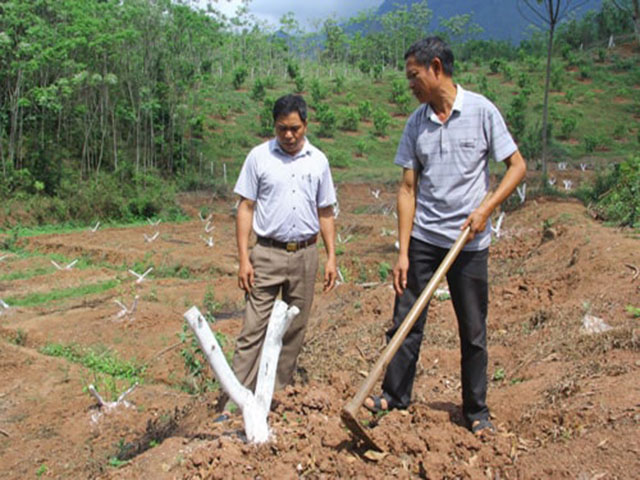 Trồng táo đại