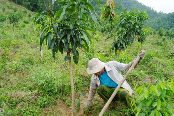 Trồng xoài keo