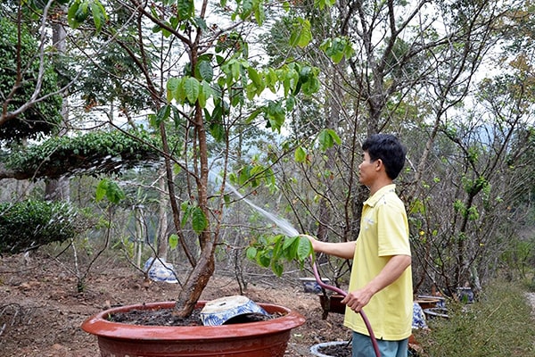 Tưới nước hợp lý cho cây mai