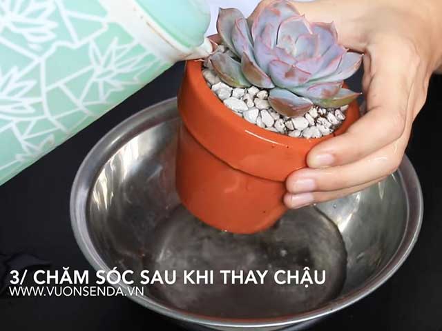 Tưới nước - Cách chăm sóc sen đá