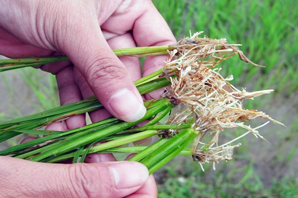 Tuyến trùng hại rễ cây lúa