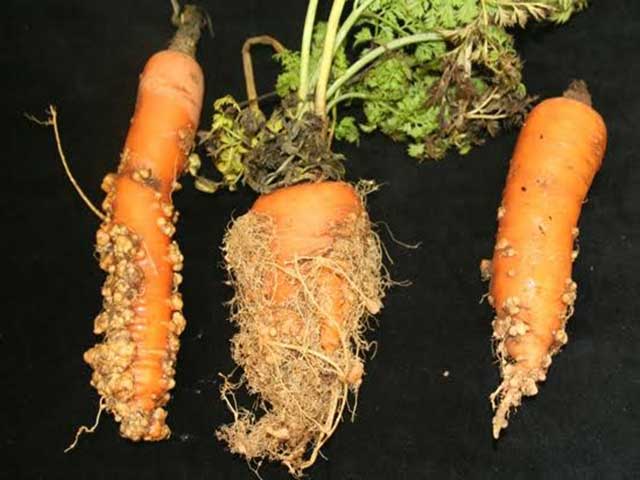 Tuyến trùng hại cà rốt