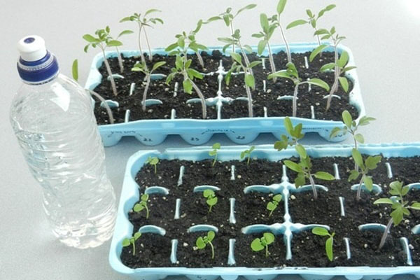 Ươm hạt cà chua bạch tuộc