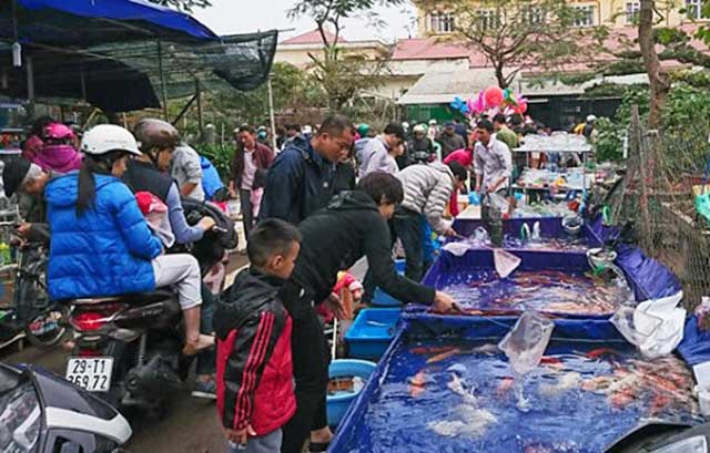 Vạn phúc chợ cá cảnh hà đông