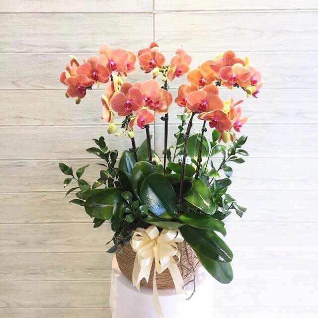 Ý nghĩa của lan hồ điệp cam