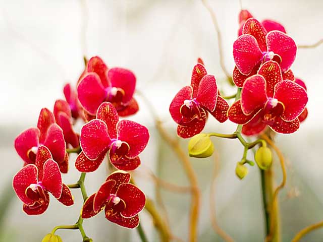 Ý nghĩa của lan hồ điệp đỏ