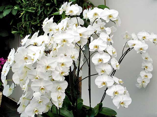 Ý nghĩa của lan hồ điệp trắng