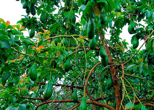 Bơ - Một loại cây khá quen thuộc, mang lại hiệu quả cao khi trồng