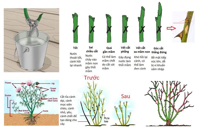 Kỹ thuật cắt tỉa cành hồng đúng kỹ thuật