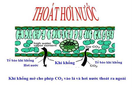 Cơ chế hấp thu dinh dưỡng qua lá