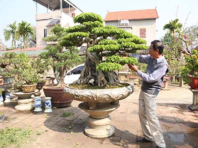 Tạo dáng, uốn cành cho cây sanh