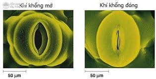 Cơ chế hoạt động của khí khổng mở và đóng