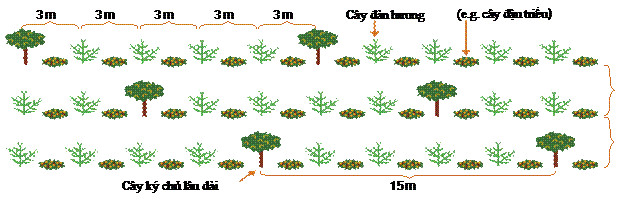 Khoảng cách trồng cây đàn hương